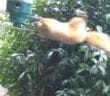 Spinning Squirrel clip