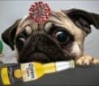 Pug on day 11 of Zombie bite, talks Opioids & Zombs