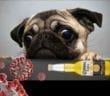 Talking with Corona Victim Pugdog about Virus/Panic