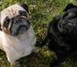 Ry & Pug
