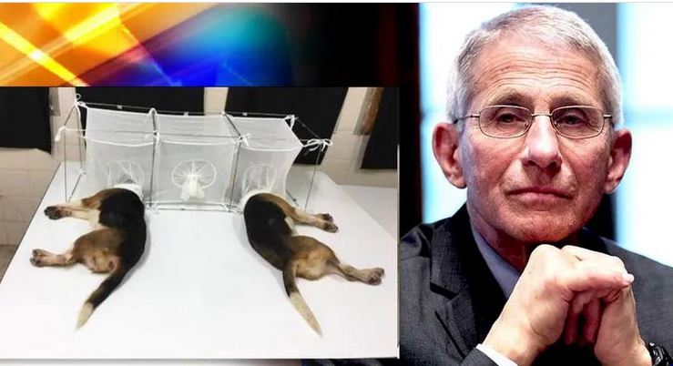 Flat-Out Disgusting’: DeSantis Tears Into Fauci Over Experiments On Dogs